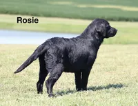 Rosie, a female Labrador Retriever for sale in Red Bud, IL – 8 of 10