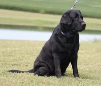 Drake, a male Labrador Retriever for sale in Red Bud, IL – 3 of 10
