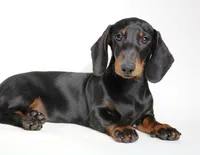 Archie, a male Miniature Dachshund for sale in Red Bud, IL – 2 of 8