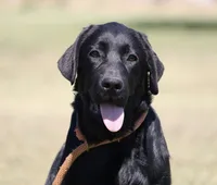 Rosie, a female Labrador Retriever for sale in Red Bud, IL – 3 of 10