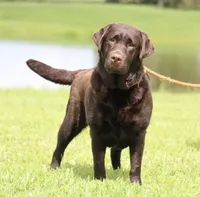 Molly, a female Labrador Retriever for sale in Red Bud, IL – 8 of 10