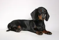 Archie, a male Miniature Dachshund for sale in Red Bud, IL – 8 of 8