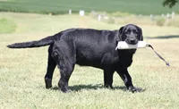 Birdie, a female Labrador Retriever for sale in Red Bud, IL – 9 of 10