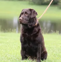 Molly, a female Labrador Retriever for sale in Red Bud, IL – 3 of 10