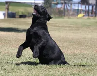 Birdie, a female Labrador Retriever for sale in Red Bud, IL – 4 of 10