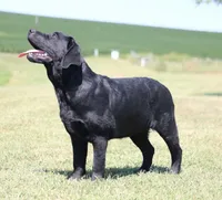 Tilly, a female Labrador Retriever for sale in Red Bud, IL – 5 of 9