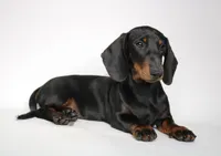 Archie, a male Miniature Dachshund for sale in Red Bud, IL – 3 of 8