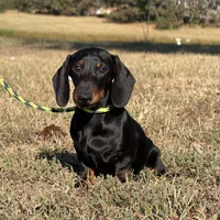 Louie, a male Miniature Dachshund for sale in Red Bud, IL – 9 of 9
