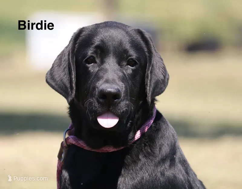 Birdie – Labrador Retriever puppy for sale in Red Bud, IL