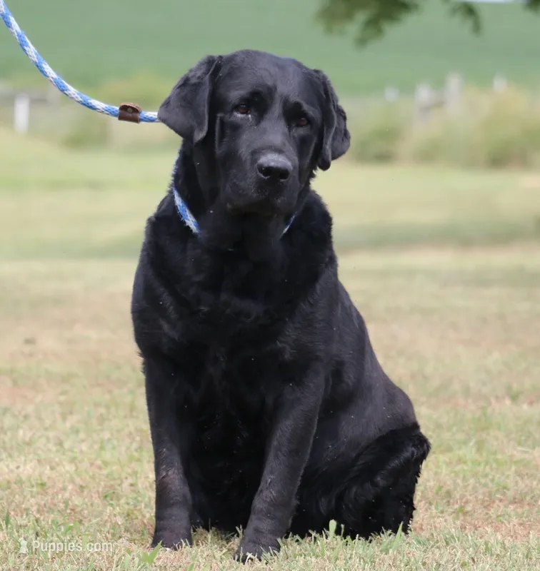 Drake – Labrador Retriever puppy for sale in Red Bud, IL