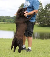Molly, a female Labrador Retriever for sale in Red Bud, IL – 9 of 10