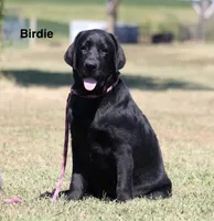 Birdie, a female Labrador Retriever for sale in Red Bud, IL – 5 of 10