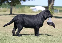 Tilly, a female Labrador Retriever for sale in Red Bud, IL – 4 of 9