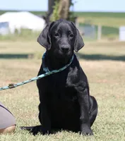 Tilly, a female Labrador Retriever for sale in Red Bud, IL – 9 of 9