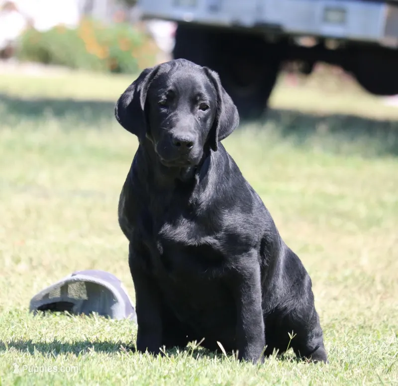 Tilly – Labrador Retriever puppy for sale in Red Bud, IL