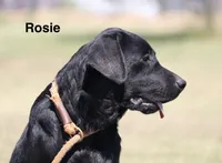 Rosie, a female Labrador Retriever for sale in Red Bud, IL – 10 of 10