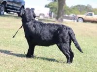 Rosie, a female Labrador Retriever for sale in Red Bud, IL – 6 of 10