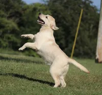Janey, a female Labrador Retriever for sale in Red Bud, IL – Photo 5 of 10