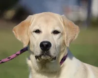 Janey, a female Labrador Retriever for sale in Red Bud, IL – Photo 3 of 10