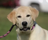 Janey, a female Labrador Retriever for sale in Red Bud, IL – Photo 2 of 10