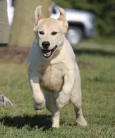 Janey, a female Labrador Retriever for sale in Red Bud, IL – Photo 4 of 10