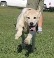 Janey, a female Labrador Retriever for sale in Red Bud, IL – Photo 9 of 10