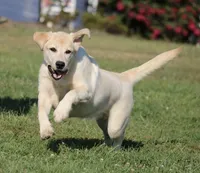 Janey, a female Labrador Retriever for sale in Red Bud, IL – Photo 10 of 10
