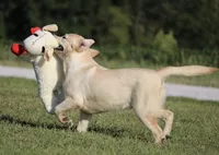 Janey, a female Labrador Retriever for sale in Red Bud, IL – Photo 6 of 10