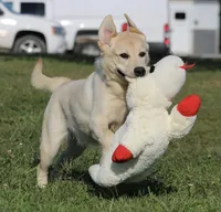 Janey, a female Labrador Retriever for sale in Red Bud, IL – Photo 7 of 10