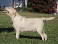 Janey, a female Labrador Retriever for sale in Red Bud, IL – Photo 8 of 10