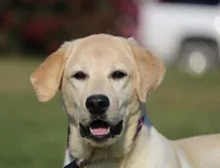 Janey, a female Labrador Retriever for sale in Red Bud, IL – Photo 1 of 10