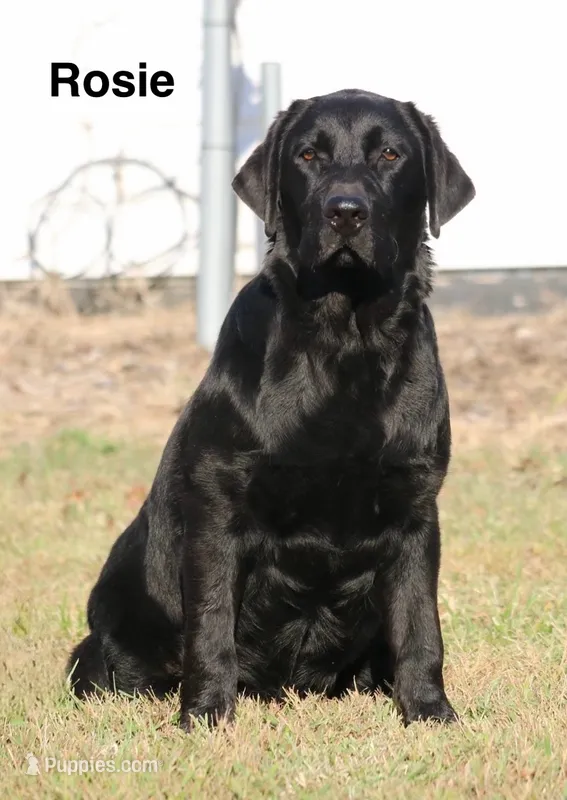 Rosie – Labrador Retriever puppy for sale in Red Bud, IL