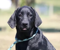 Tilly, a female Labrador Retriever for sale in Red Bud, IL – 2 of 9