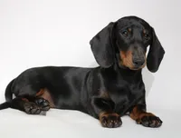 Archie, a male Miniature Dachshund for sale in Red Bud, IL – 4 of 8