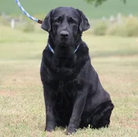 Drake, a male Labrador Retriever for sale in Red Bud, IL – 6 of 10