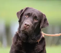 Molly, a female Labrador Retriever for sale in Red Bud, IL – 6 of 10