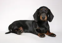 Archie, a male Miniature Dachshund for sale in Red Bud, IL – 6 of 8