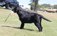 Rosie, a female Labrador Retriever for sale in Red Bud, IL – 7 of 10