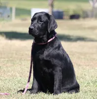 Birdie, a female Labrador Retriever for sale in Red Bud, IL – 3 of 10