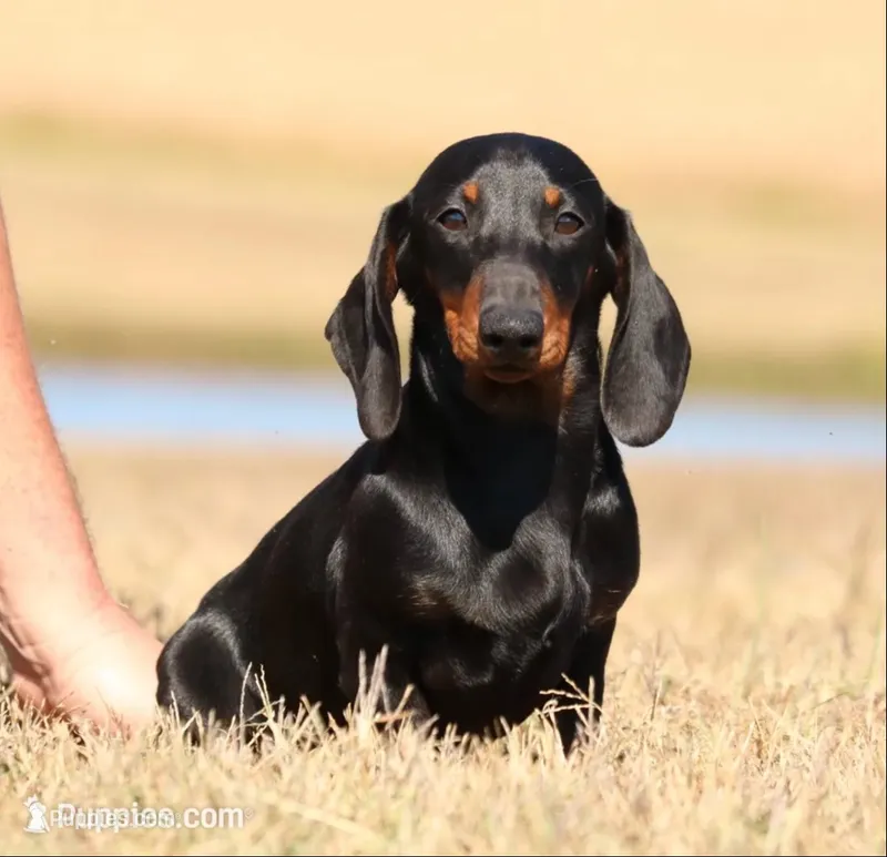 Louie – Miniature Dachshund puppy for sale in Red Bud, IL