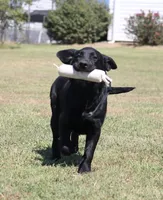 Rosie, a female Labrador Retriever for sale in Red Bud, IL – 5 of 10