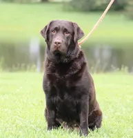 Molly, a female Labrador Retriever for sale in Red Bud, IL – 2 of 10