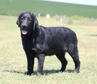Tilly, a female Labrador Retriever for sale in Red Bud, IL – 3 of 9