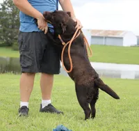 Molly, a female Labrador Retriever for sale in Red Bud, IL – 10 of 10