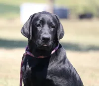 Birdie, a female Labrador Retriever for sale in Red Bud, IL – 7 of 10