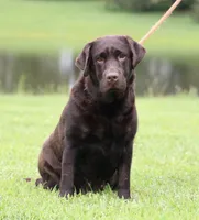 Molly, a female Labrador Retriever for sale in Red Bud, IL – 7 of 10