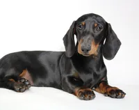 Archie, a male Miniature Dachshund for sale in Red Bud, IL – 5 of 8