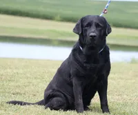 Drake, a male Labrador Retriever for sale in Red Bud, IL – 7 of 10
