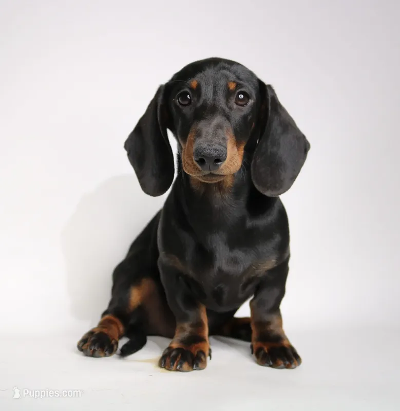 Archie – Miniature Dachshund puppy for sale in Red Bud, IL