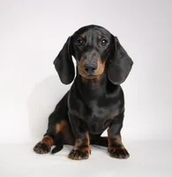 Archie, a male Miniature Dachshund for sale in Red Bud, IL – 1 of 8